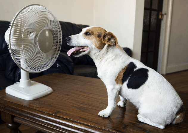 The Perfect House Temperature for Dogs