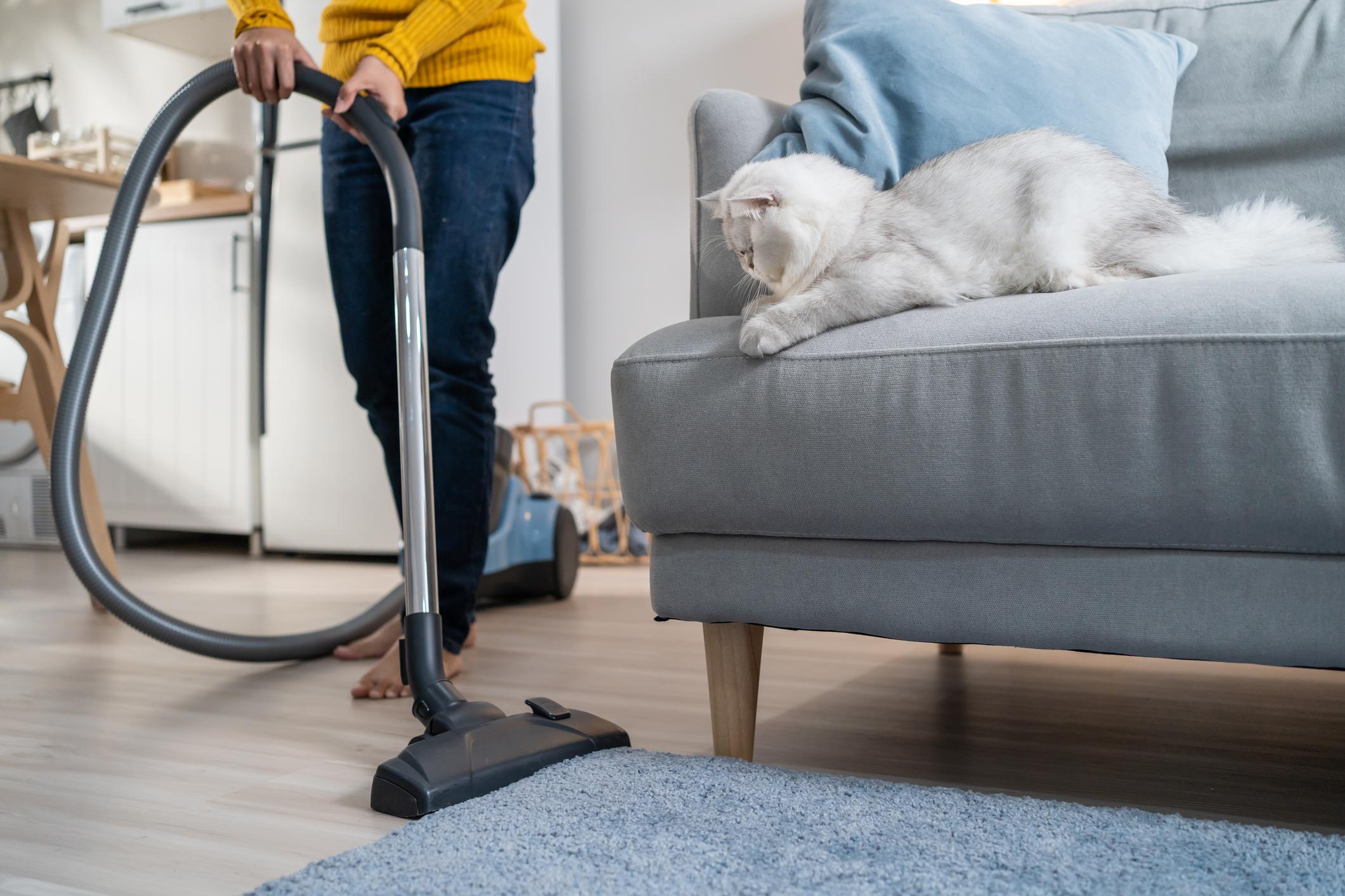 Person vacuuming near a cat on sofa