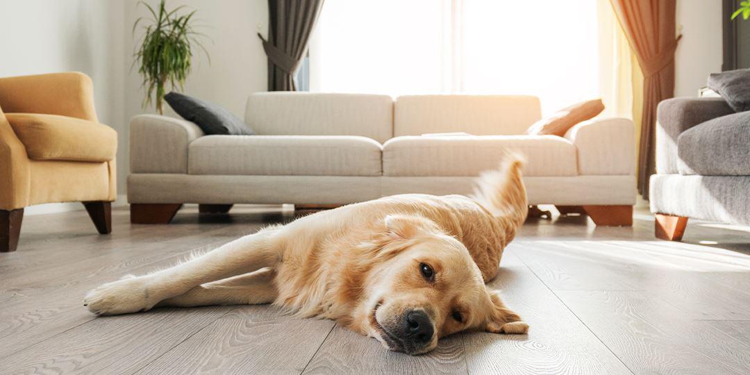 3 Ways to Keep Dogs (and All Pets!) Cool in Summer